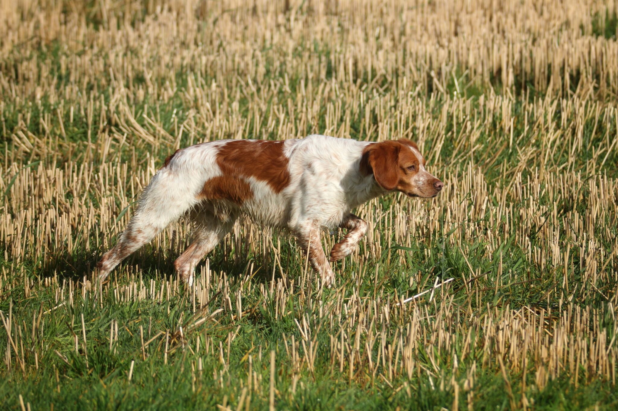 DER BRETONE. – Club für Bretonische Vorstehhunde