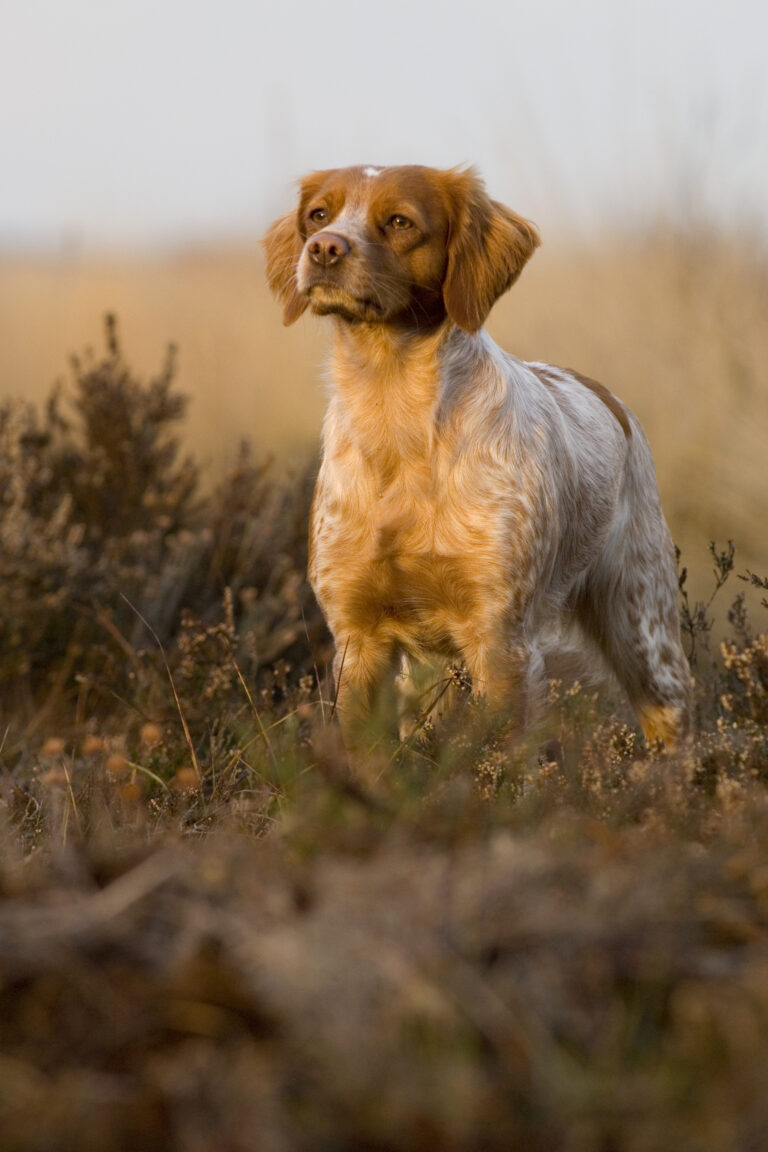 DER BRETONE. Club für Bretonische Vorstehhunde
