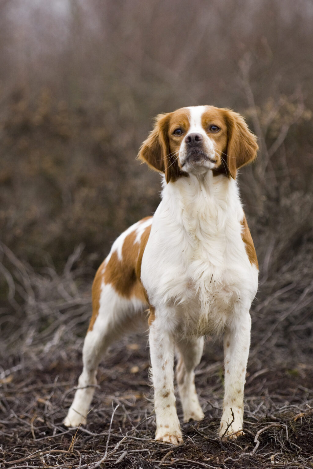 DER BRETONE. Club für Bretonische Vorstehhunde
